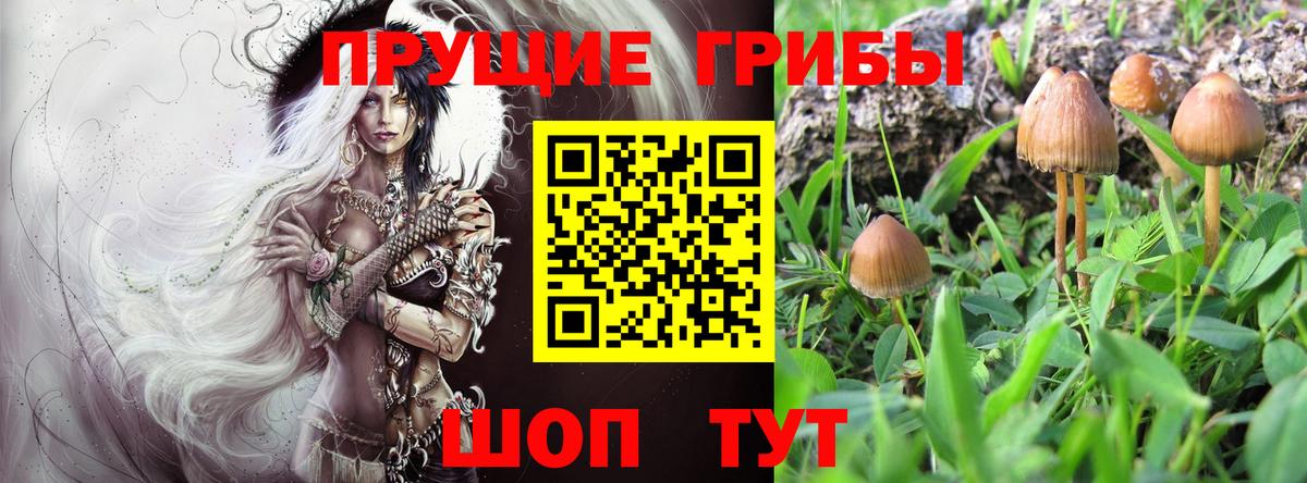 Галлюциногенные грибы Cubensis  Вход с VPN  Апшеронск 